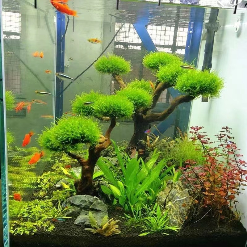 Aquarium Fish Green - Cadre en bois de verdissement pour