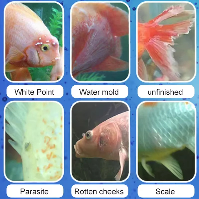 SIKEZHAN Traitement des maladi - Aquarium Fish Medicine avis et prix