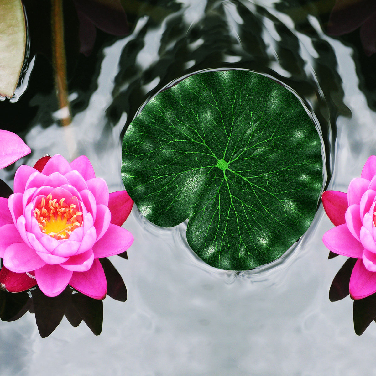 10 Feuilles de Lotus Artificie - Aquarium Fish Green avis et prix