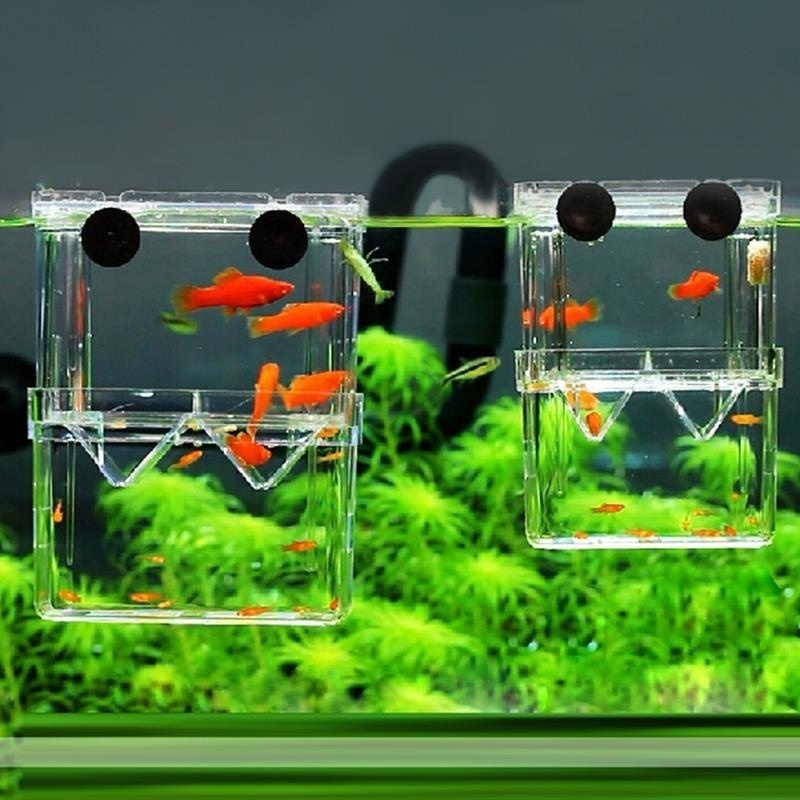 Boîte d'isolation multifonctio - Aquarium Fish Background avis et prix