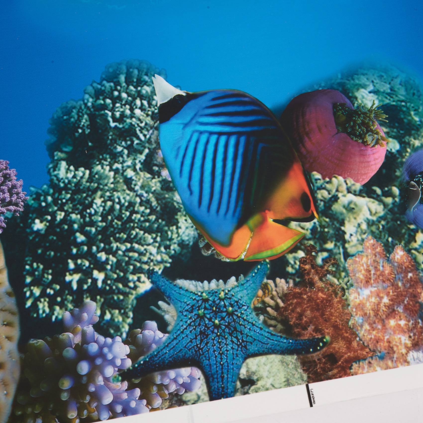 BAAU Aquarium fond papier HD i - Aquarium Fish Wallpaper Hd avis et prix
