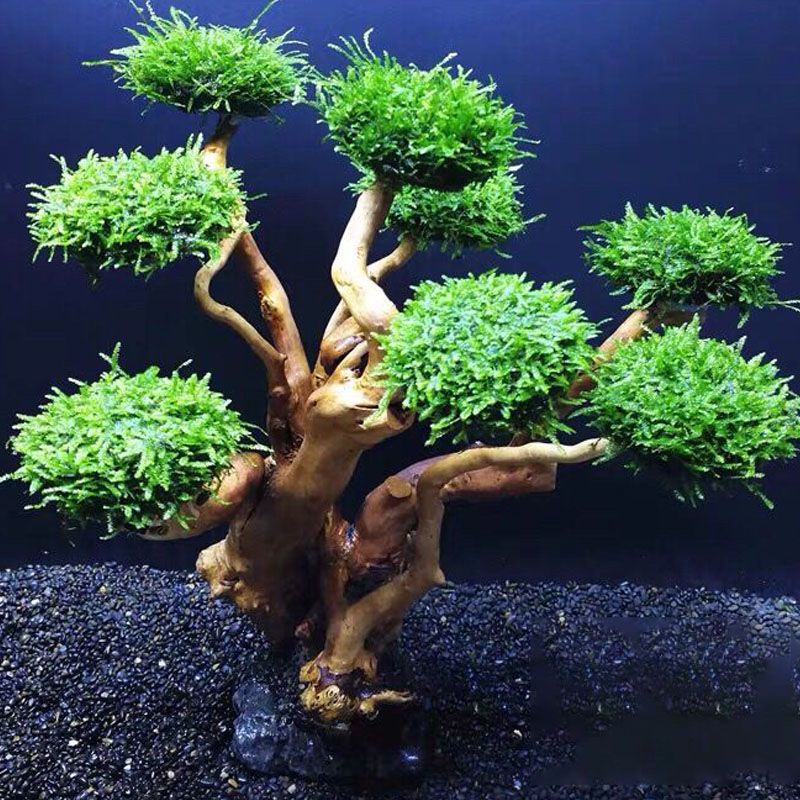 Cadre en bois de verdissement  - Aquarium Fish Green avis et prix