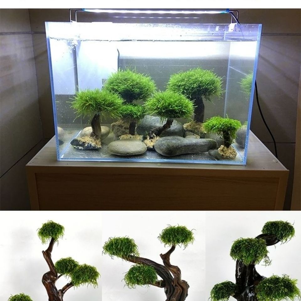 Cadre en bois de verdissement  - Aquarium Fish Green avis et prix