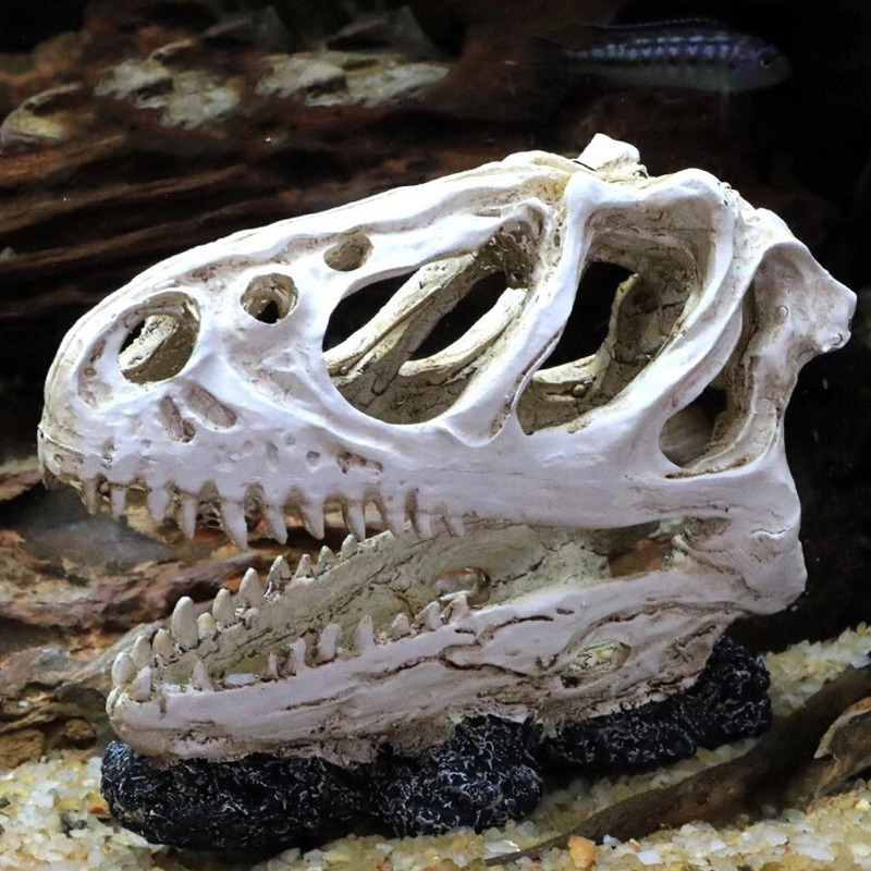 Tête de Dinosaure Précieux pou - Aquarium Fish Popular avis et prix